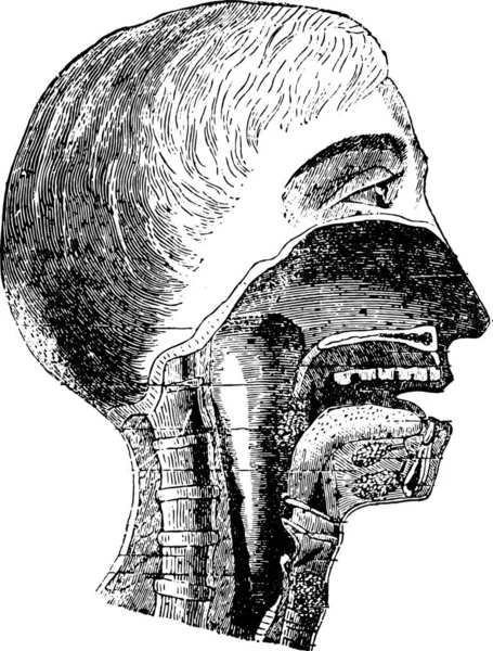 口の中や咽頭の断面図 ヴィンテージ刻まれた図 — ストックベクタ