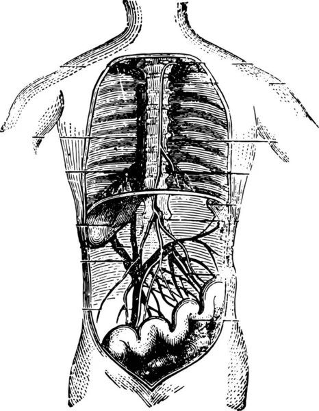 Absorbentes Del Intestino Ilustración Grabada Vintage — Vector de stock