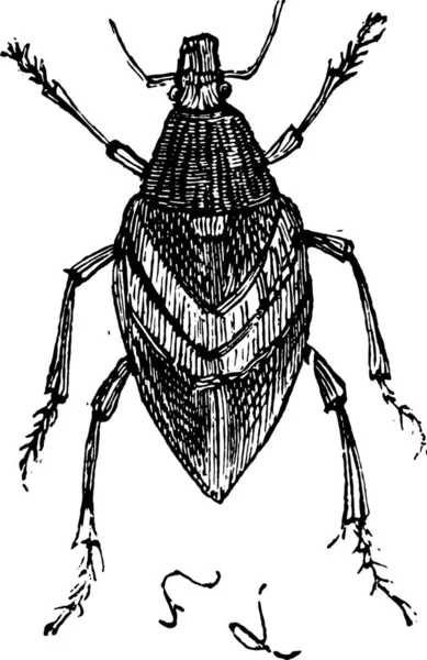 Illustratie Van Een Kever — Stockvector