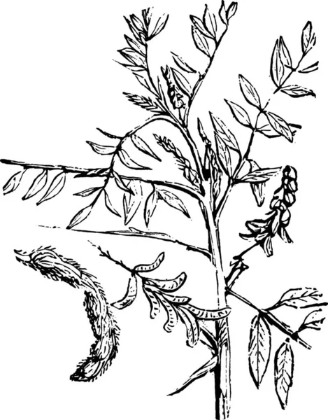 葉を持つ植物の枝のベクトル図 — ストックベクタ
