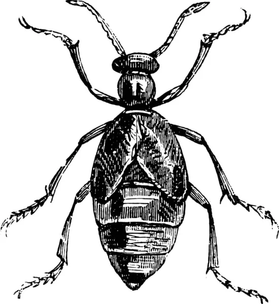 Plaquette Thermoformée Beetle Meloe Spp Meloe Est Genre Amphibiens Famille — Image vectorielle