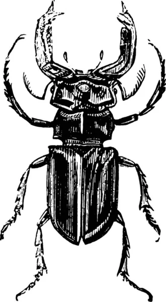 Black White Illustration Beetle — Stock Vector
