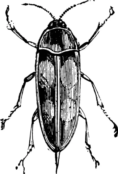 Illustration Eines Schwarz Weiß Bildes Eines Käfers — Stockvektor