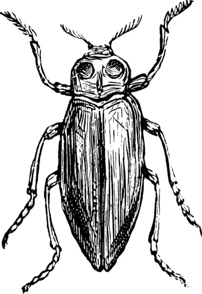 Illustration Black White Drawing Beetle — Stock Vector