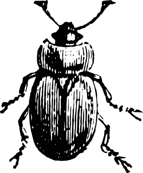 Illustration Eines Bugs — Stockvektor
