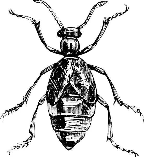 Illustrazione Uno Scarabeo — Vettoriale Stock