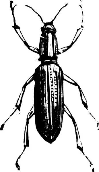 Liophloeus입니다 Liophloeus은 딱정벌레 인도의 Entiminae 부족의 빈티지 1880에서 — 스톡 벡터