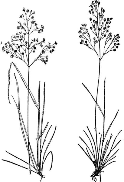 头发草皮 头发草 Flexueuse 复古刻的图 词典的单词和东西 Larive 和弗勒 1895年 — 图库矢量图片