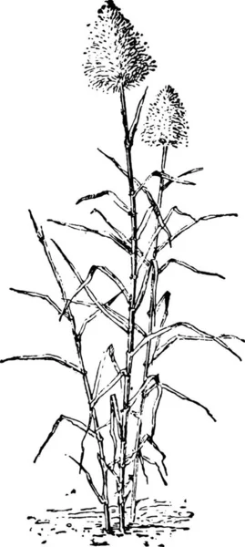 Ilustrace Větve Stromu — Stockový vektor