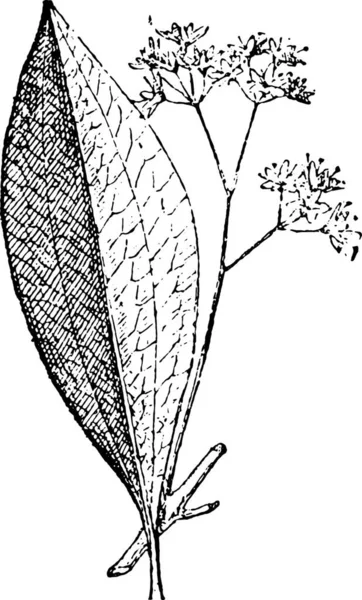 Vektorillustration Einer Pflanze Mit Blättern — Stockvektor