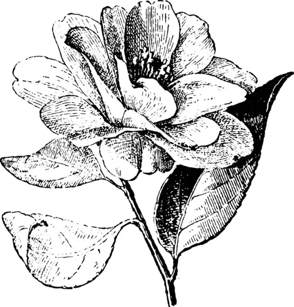 Διανυσματική Απεικόνιση Ενός Λουλουδιού — Διανυσματικό Αρχείο