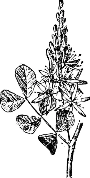 木の枝を持つ植物のイラスト — ストックベクタ