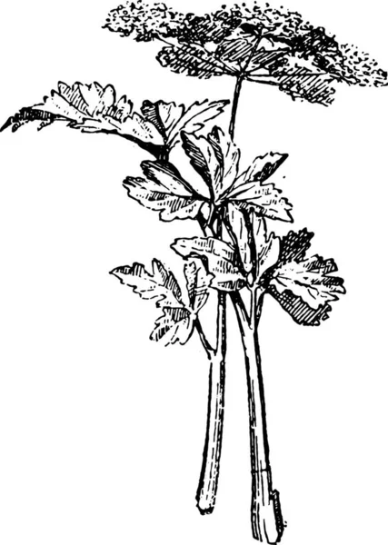 Bitki Çizim Bağbozumu Mürekkep Çiçeği — Stok Vektör