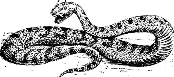 Orm Reptil Djur Däggdjur Illustration Element — Stock vektor
