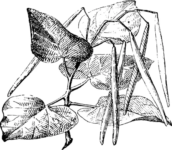 Черно Белая Гравированная Иллюстрация Растения — стоковый вектор