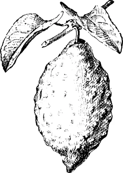 Vector Illustration Hand Drawn Sketch Pear — Stock Vector