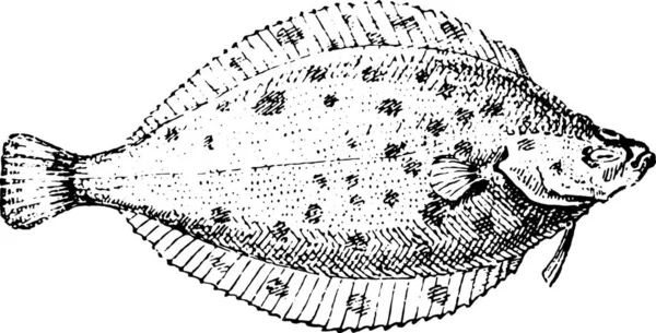 Ilustración Barco Pesquero — Archivo Imágenes Vectoriales