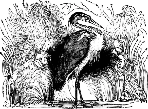 Heron Ardea Staff 古董雕刻插图Vintage Engraved Illustration Magasin Pittoresque 1841年 — 图库矢量图片