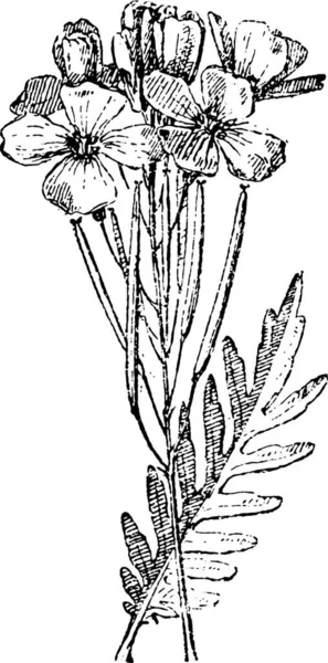 Ασπρόμαυρη Εικόνα Φυτού — Διανυσματικό Αρχείο