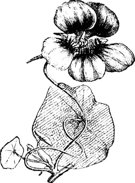 Ilustración Vectorial Una Flor — Vector de stock