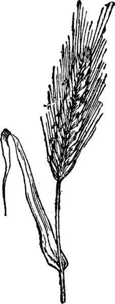 Detta Illustration Växt Med Blomma — Stock vektor