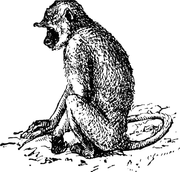 Langurs Cinzentos Semnopithecus Langurs Hanuman Ilustração Gravada Vintage Dicionário Palavras —  Vetores de Stock