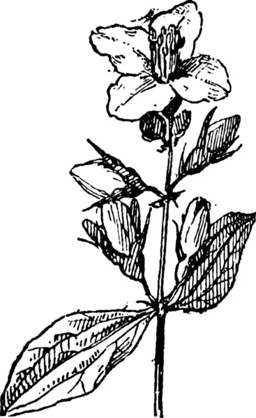 Ilustración Una Planta Con Una Flor — Archivo Imágenes Vectoriales