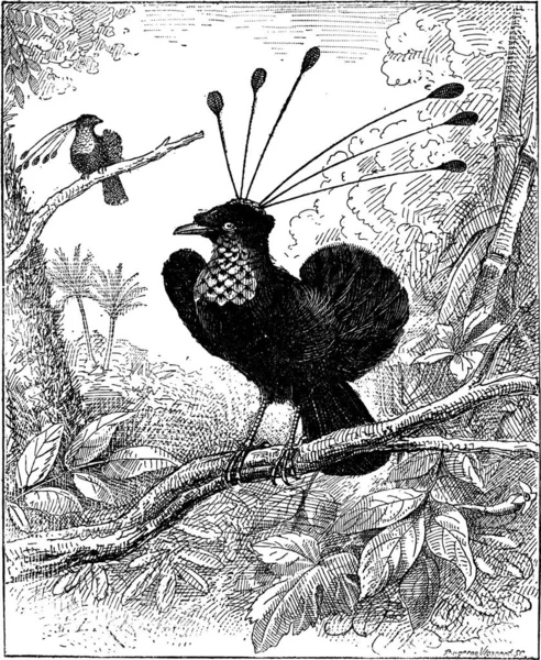 Paradisier Sifilet Western Parotia Arfak Parotia Ilustración Grabada Vintage Diccionario — Archivo Imágenes Vectoriales