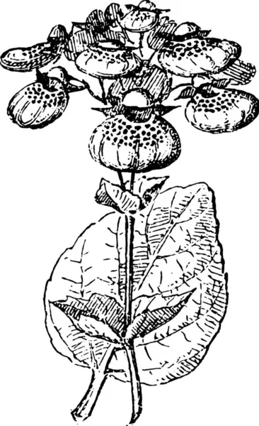 Calceolaria Lady Portemonnee Slipper Bloem Pocketbook Bloem Slipperwort Vintage Gegraveerd — Stockvector