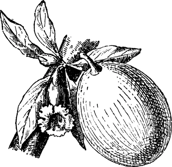 Kalebasse Oder Flaschenkürbis Oder Opokürbis Oder Lange Melone Gravierte Illustration — Stockvektor