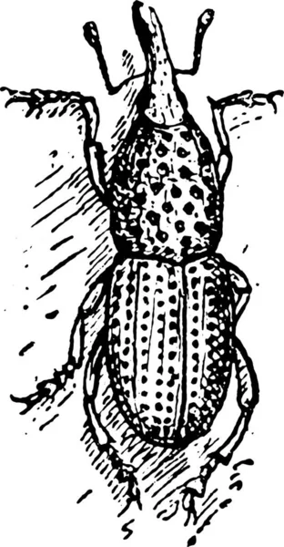 Weizenrüssler Oder Sitophilus Granarius Oder Getreiderüssler Oder Getreiderüssler Gravierte Illustration — Stockvektor