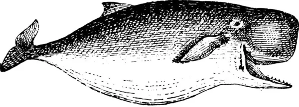 Ballena Esperma Cachalot Ilustración Grabada Vintage Diccionario Palabras Cosas Larive — Archivo Imágenes Vectoriales