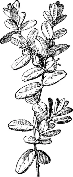 ツゲの木またはボックスの ヴィンテージには 図が刻まれています Larive フルーリ 1895年 — ストックベクタ