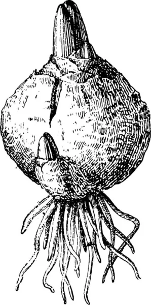 Ілюстрація Чорно Білого Зображення Равлика — стоковий вектор