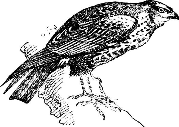 Illustration Oiseau — Image vectorielle