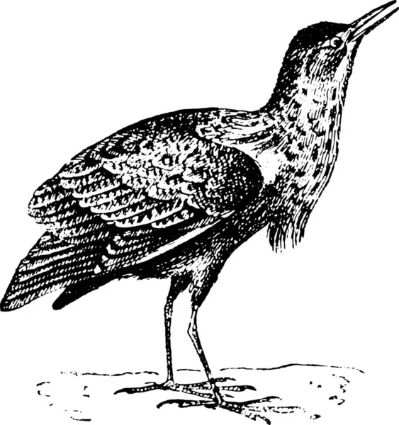 Illustration Bird — Stock Vector