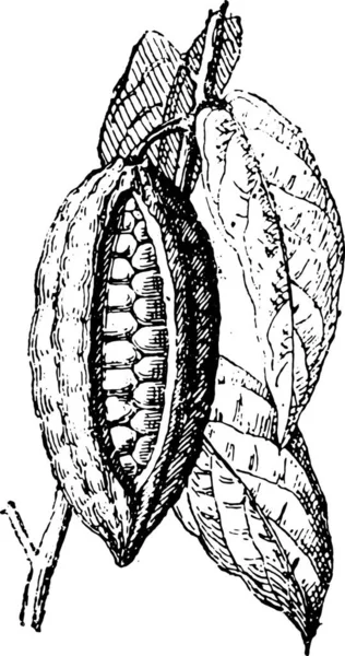 Cacao Cacao Cacaoboon Cacao Bonen Vintage Gegraveerd Illustratie Woordenboek Van — Stockvector