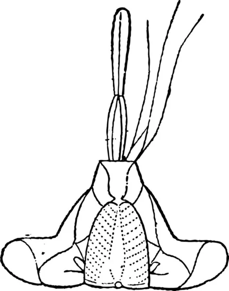 刺すような昆虫カメムシ口 ヴィンテージの刻まれた図 辞書の単語と物事を Larive 1895 — ストックベクタ