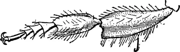 蜂の昆虫 後肢の足 ヴィンテージの図を刻まれています 辞書の単語と物事を Larive 1895 — ストックベクタ