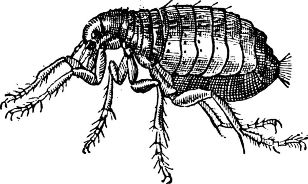 Floh Isoliert Auf Weißem Hintergrund Vintage Gravierte Illustration Wörterbuch Der — Stockvektor