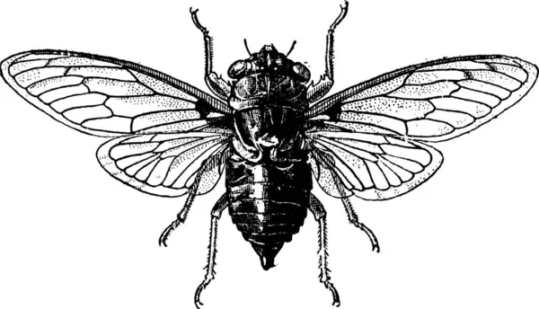 Fico Cicada Illustrazione Incisa Epoca Cicada Isolata Bianco Dizionario Parole — Vettoriale Stock