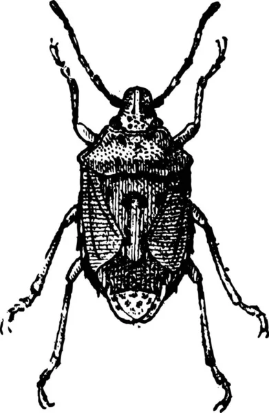 Feige Käfer Vintage Gravierte Illustration Käfer Isoliert Auf Weiß Wörterbuch — Stockvektor