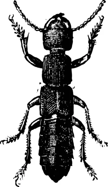 Feige Ocipus Hymenoptera Jahrgangsgravierte Illustration Wörterbuch Der Wörter Und Dinge — Stockvektor