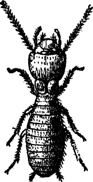 Schwarz Weiße Zeichnung Eines Käfers — Stockvektor