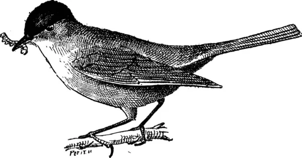 Ілюстрація Птаха — стоковий вектор