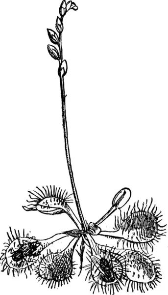 Böcekçil Sundew Drosera Rotundifolia Vintage Şekil Kazınmış Sözlük Kelimeler Şeyler — Stok Vektör
