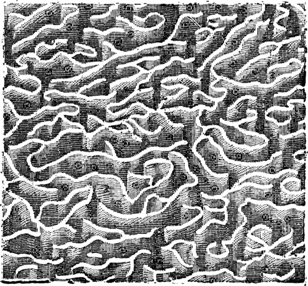 Figo Intestino Villi Primeira Porção Duodeno Ilustração Gravada Vintage Dicionário — Vetor de Stock