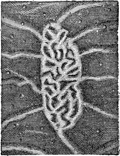 Фиг 626 Кишечник Пластыри Пейера Агрегированные Лимфоидные Узлы Винтажные Гравированные — стоковый вектор