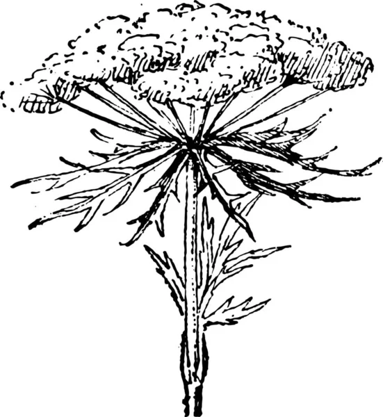 Illustration Einer Pflanze Mit Einer Schwarz Weiß Zeichnung — Stockvektor