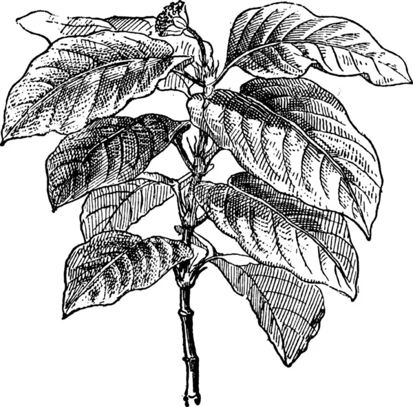 Ipecacuanha Eller Psychotria Vintage Ingraverad Illustration Ordlista Med Ord Och — Stock vektor